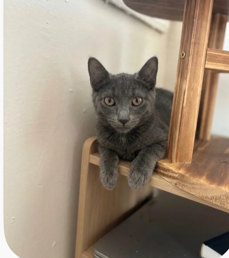 A young small-sized male Gray / Blue / Silver Domestic Short Hair cat named Buzz for adoption in Long Island City, NY