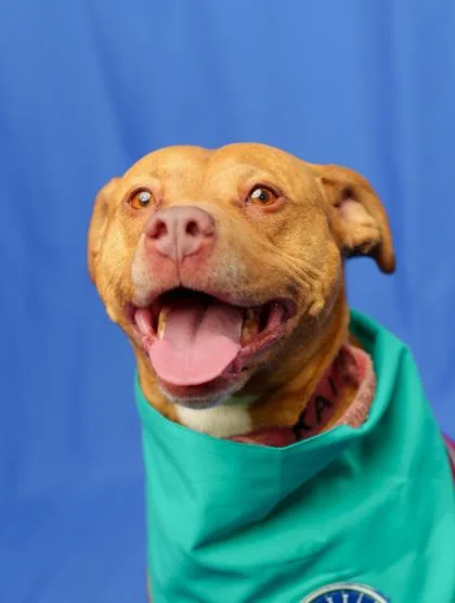 An adult medium-sized female Terrier dog named KaiLa for adoption in Seattle, WA