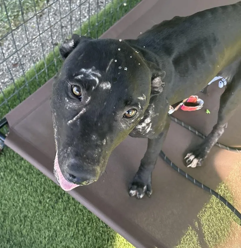 An adult medium-sized male Tricolor (Brown, Black, & White) American Bulldog dog named Grimstone for adoption in Lakeland, FL