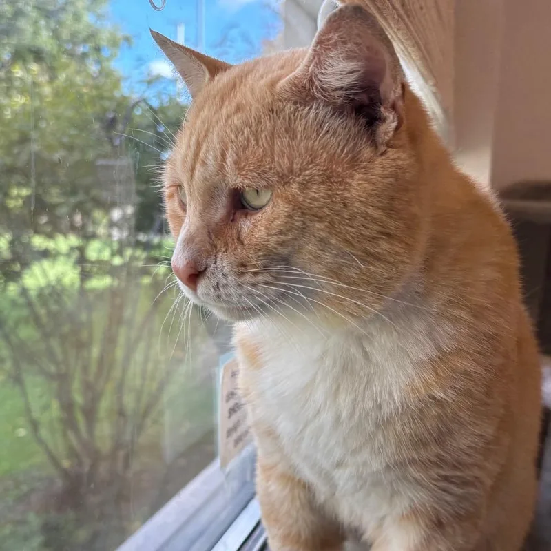An adult medium-sized male Orange / Red Domestic Short Hair cat named Cheeto  Coming Soon! for adoption in Naperville, IL