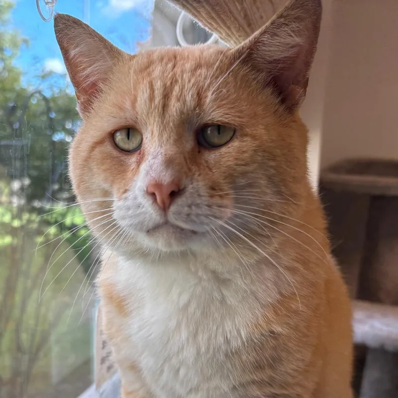 Cheeto  Coming Soon! thumbnail 2