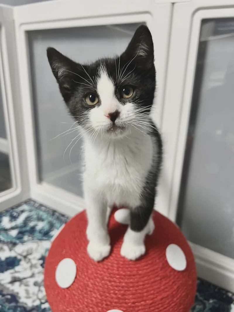 A baby medium-sized female Black & White / Tuxedo Domestic Short Hair cat named Marcie for adoption in Mullica Hill, NJ
