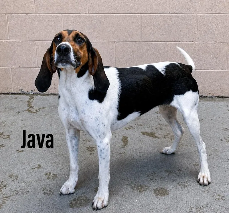 A young large-sized female Hound dog named Java for adoption in Clearfield, KY