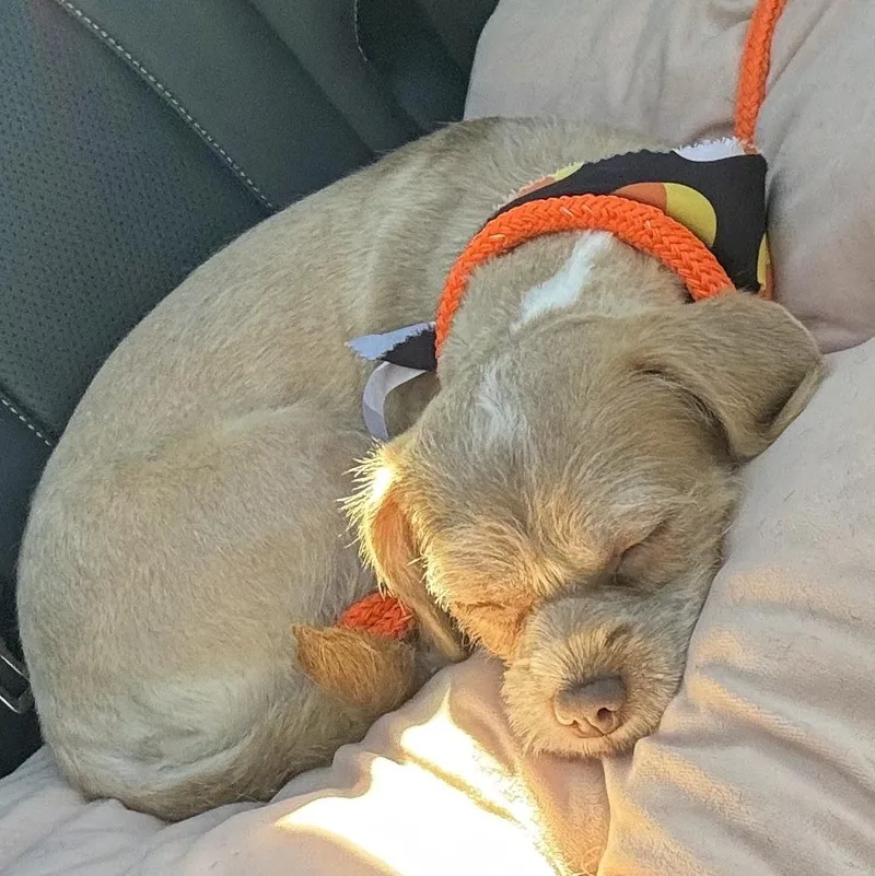 A young small-sized female Shih Tzu dog named Sparkle for adoption in Carmel, NY