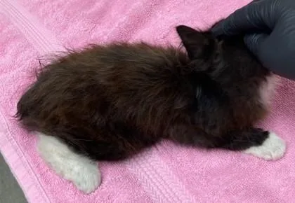 A baby small-sized female Domestic Long Hair cat named Lokie for adoption in Eugene, OR