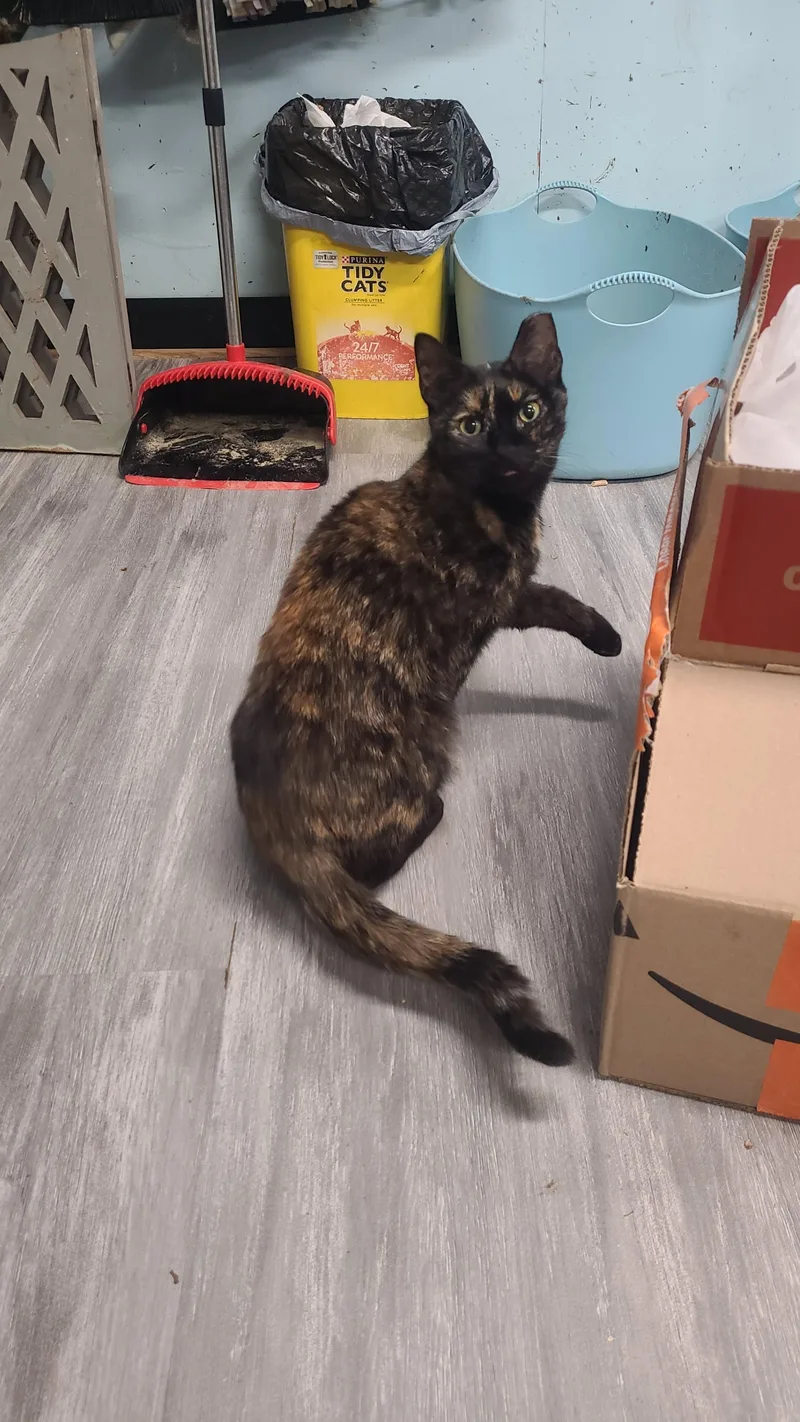 Carolina thumbnail 2