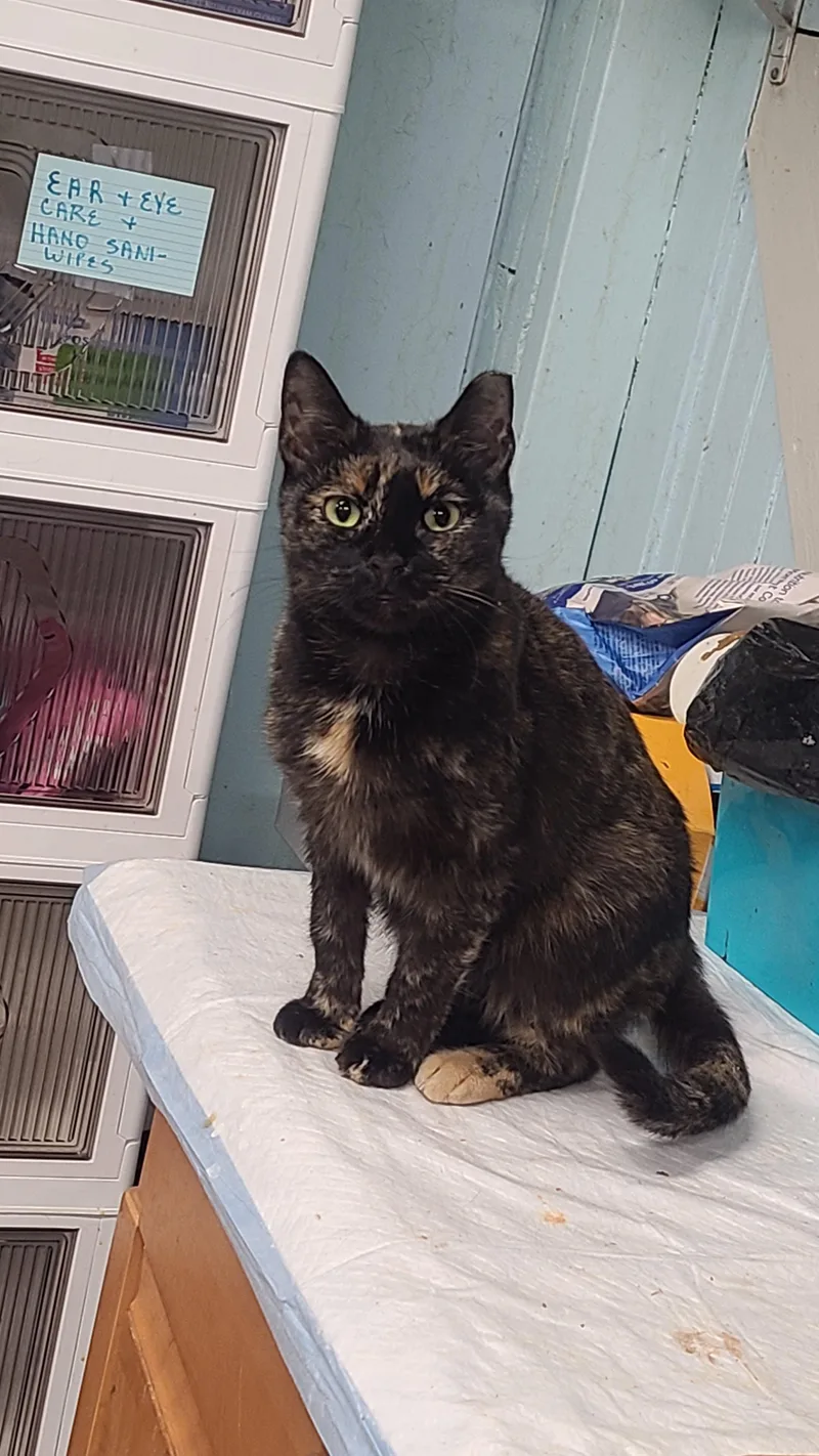 Carolina thumbnail 3