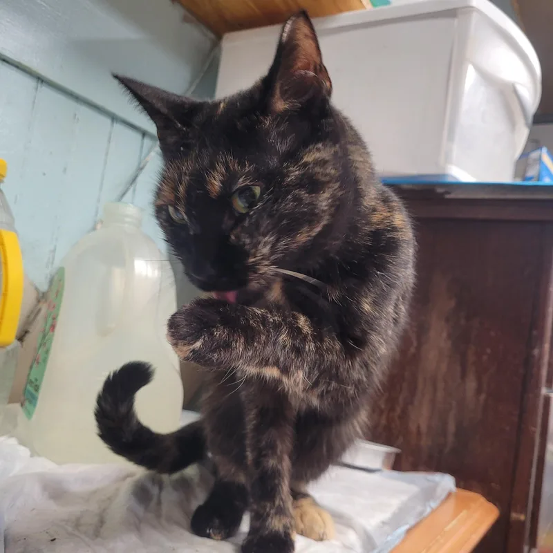 Carolina thumbnail 4