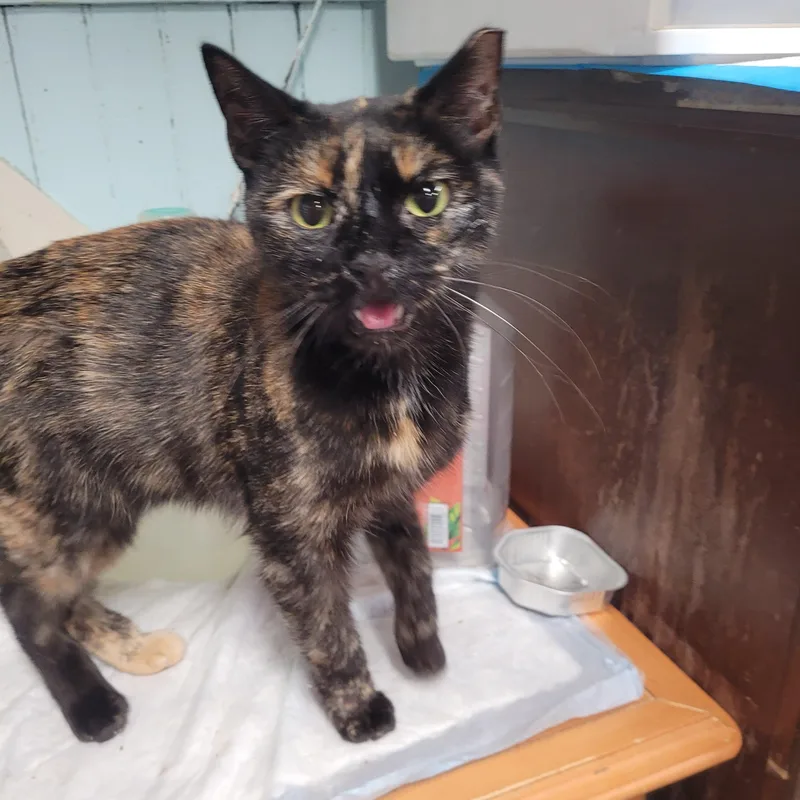 Carolina thumbnail 5