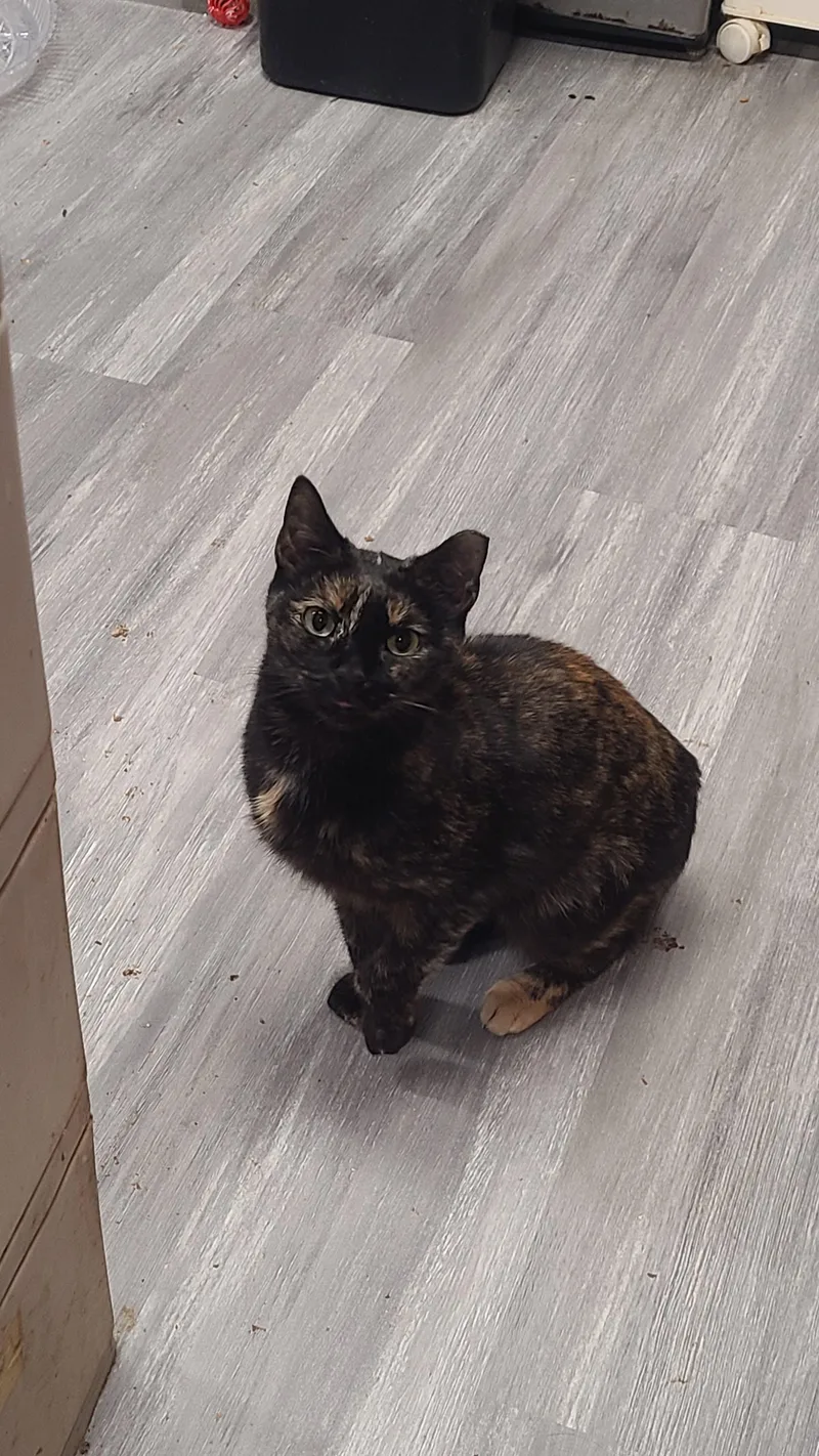 Carolina thumbnail 6