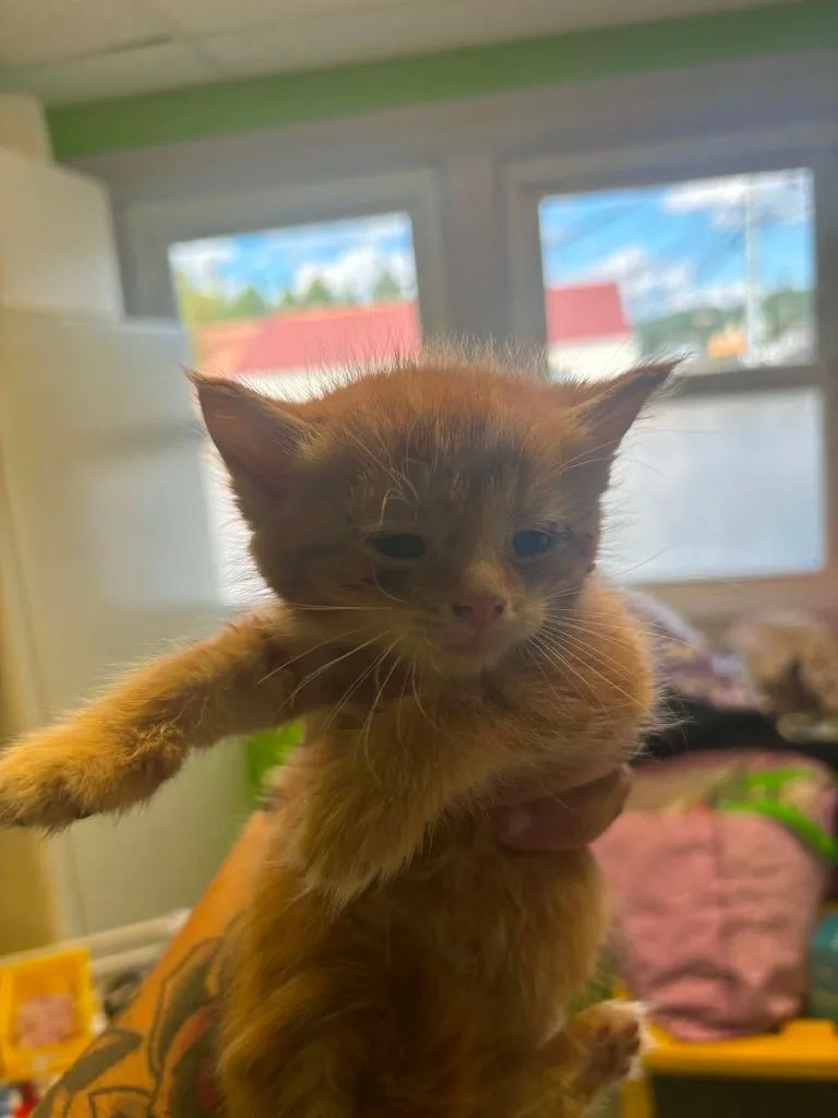 A baby medium-sized male Domestic Short Hair cat named Mr. Gold for adoption in Johnson City, TN