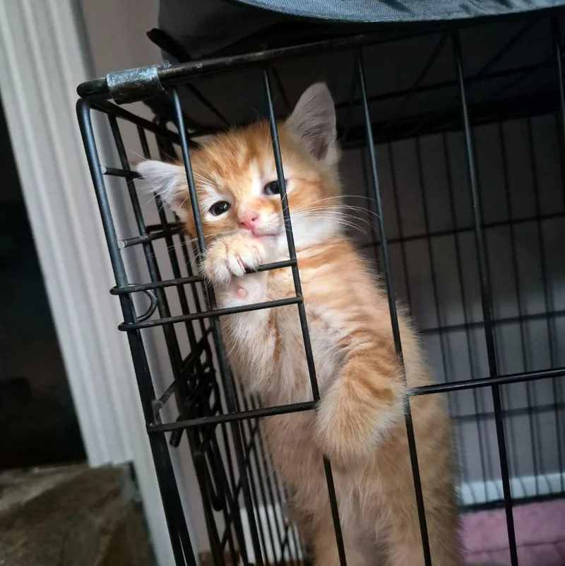 Mr. Gold thumbnail 2