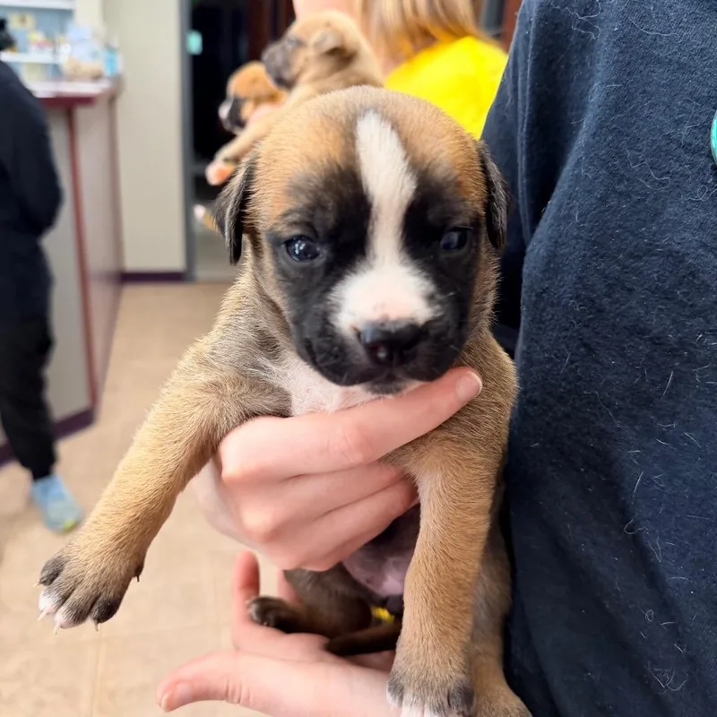 A baby medium-sized female Brindle Pit Bull Terrier dog named Mahina for adoption in Saint John, IN
