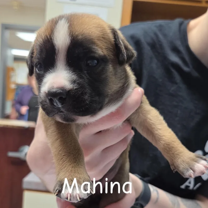 Mahina thumbnail 3