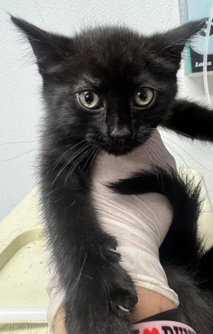 A baby small-sized female Domestic Short Hair cat named Brittany for adoption in West Chester, PA