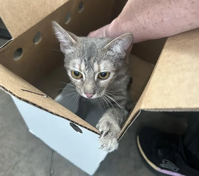 A young medium-sized male Domestic Short Hair cat named Tubby for adoption in Dallas, TX