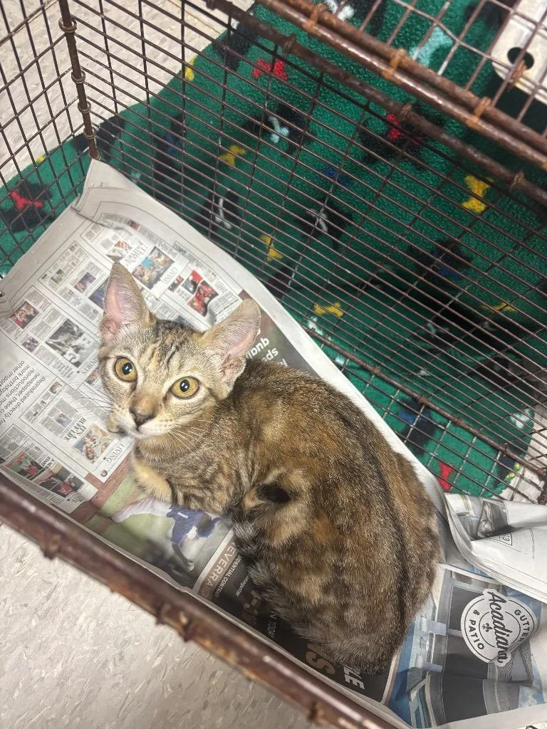 A baby medium-sized female Domestic Short Hair cat named Chimichurri for adoption in Sorrento, LA