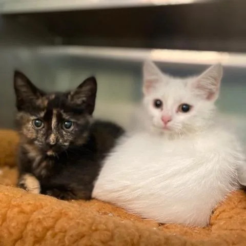 A baby small-sized female Black Domestic Short Hair cat named Creek for adoption in Dayton, OH