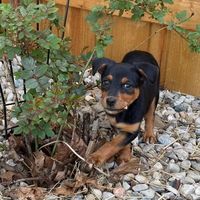A baby medium-sized female Yellow / Tan / Blond / Fawn Mixed Breed dog named Kendra for adoption in Cincinnati, OH