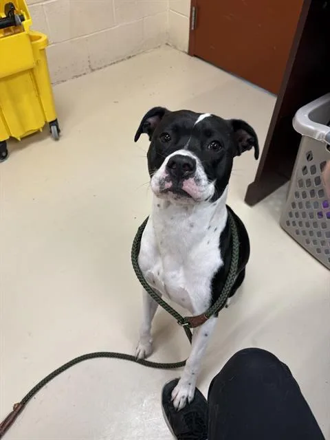 A young medium-sized female Pit Bull Terrier dog named Cecilia for adoption in Aliquippa, PA