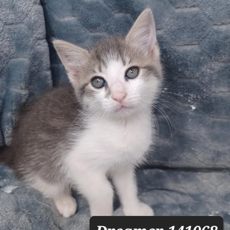 A baby small-sized male Domestic Short Hair cat named Dreamer for adoption in New Tazewell, TN