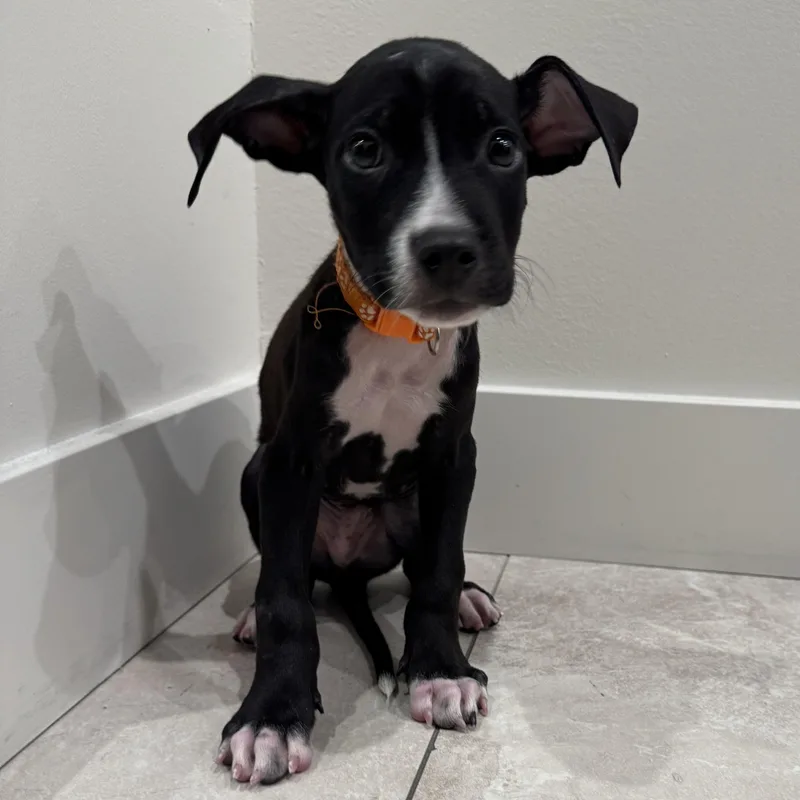A baby medium-sized male Mixed Breed dog named Indiana Bones for adoption in Henderson, NV