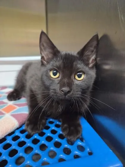 A baby small-sized female Domestic Short Hair cat named Eliza for adoption in Bloomsburg, PA