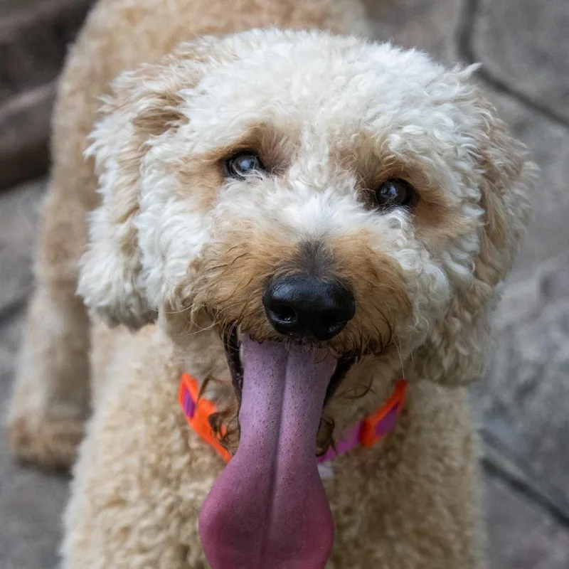 A young small-sized female Apricot / Beige Miniature Poodle dog named Dolly Parton for adoption in TITUSVILLE, FL