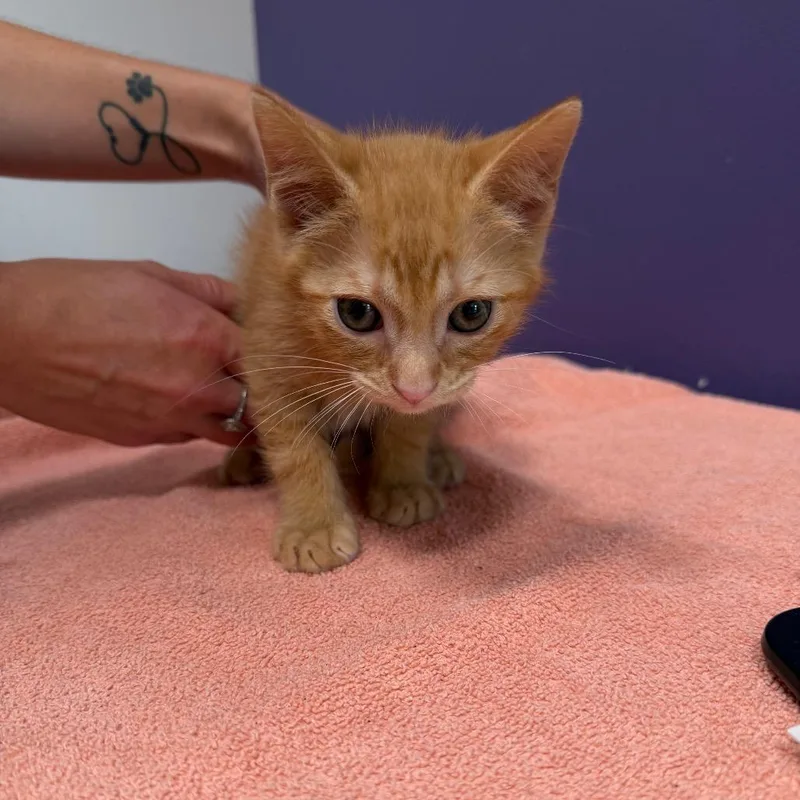 A baby small-sized male Orange / Red Domestic Short Hair cat named Pinky for adoption in Englewood, FL