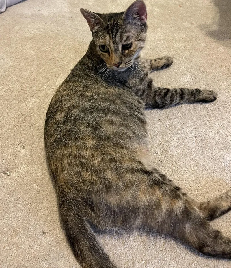 An adult medium-sized female Domestic Short Hair cat named Athena for adoption in Frisco, TX