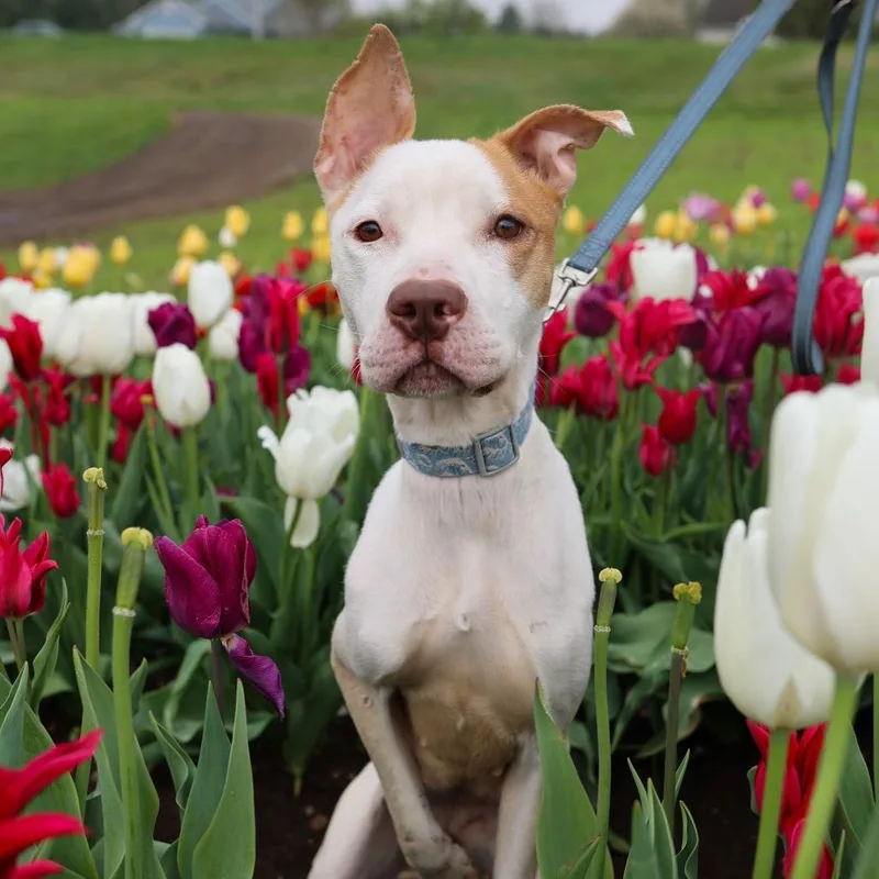 A young medium-sized female Brown / Chocolate Pit Bull Terrier dog named Rise for adoption in Madison, WI