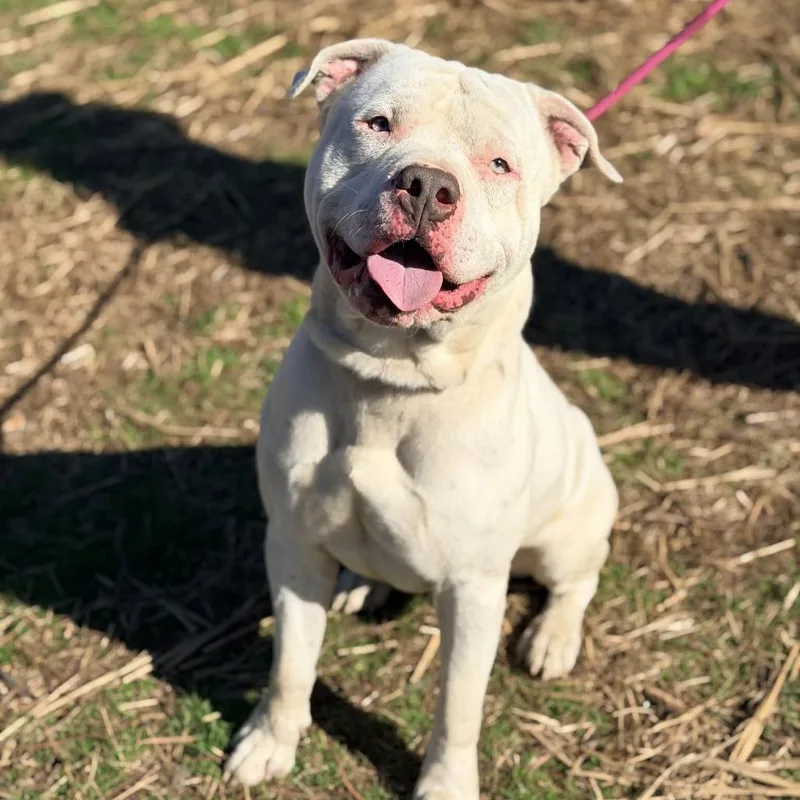 An adult medium-sized male White / Cream Mixed Breed dog named Dogbert for adoption in Huntington, WV