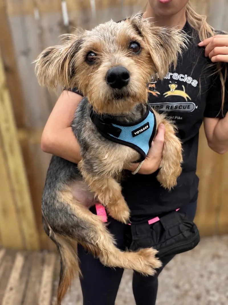 An adult small-sized male Yorkshire Terrier dog named Shiloh for adoption in Ellicott City, MD