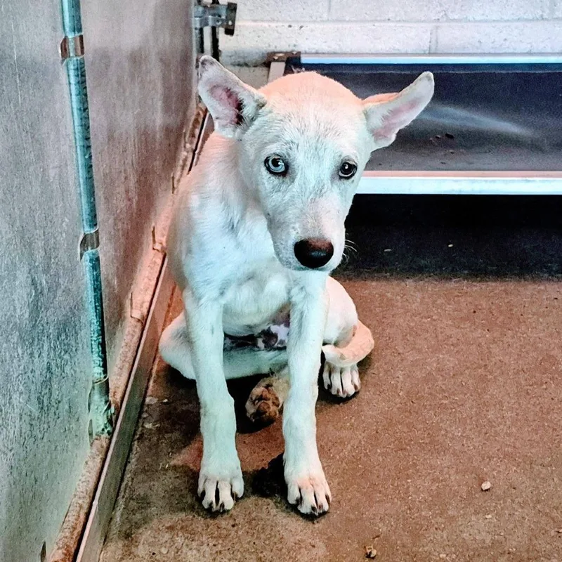 Fireball thumbnail 2