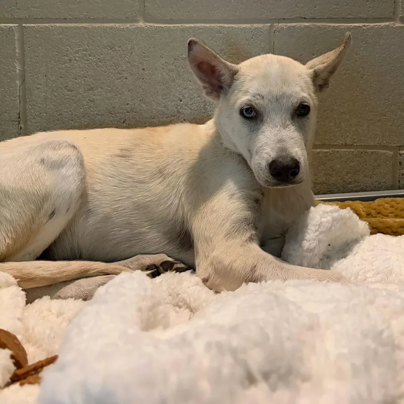 Fireball thumbnail 3