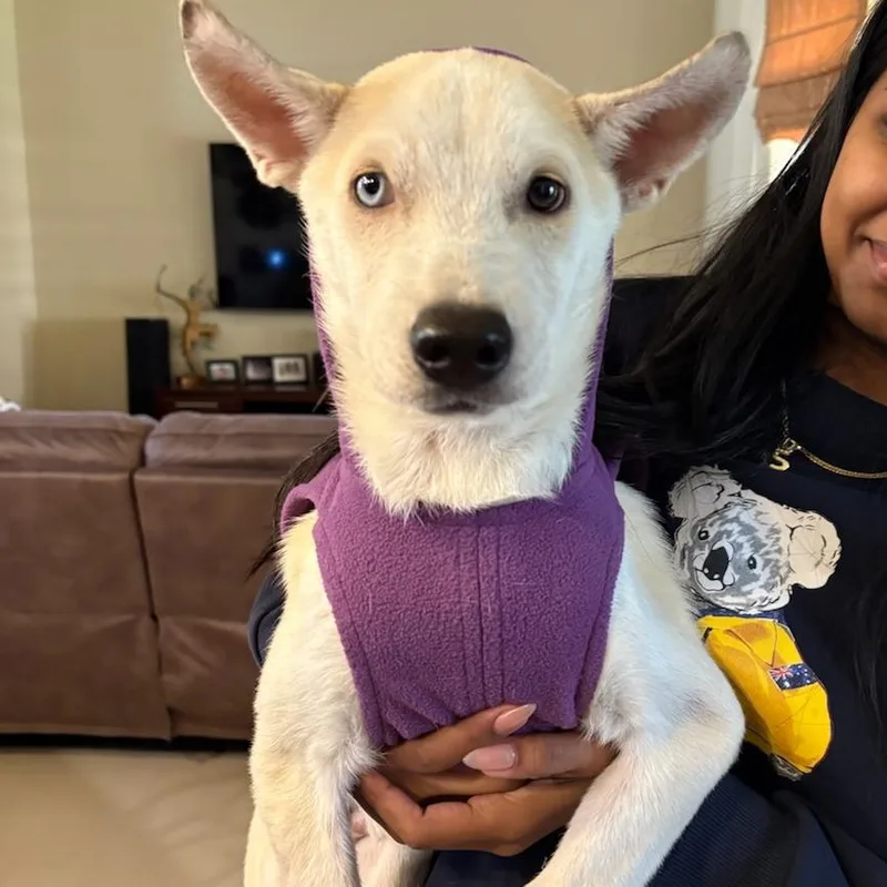 Fireball thumbnail 4