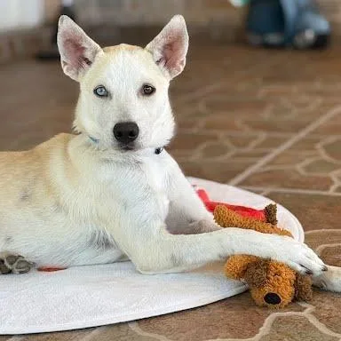 Fireball thumbnail 6