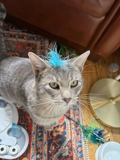 An adult medium-sized male Tabby (Gray / Blue / Silver) Domestic Short Hair cat named Pepper for adoption in Jersey City, NJ