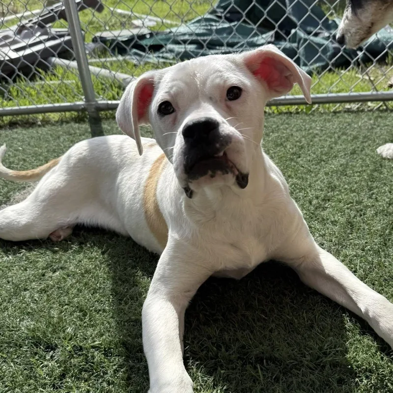 Peanut Butter thumbnail 2