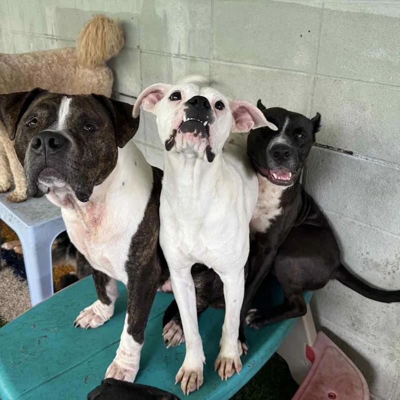 Peanut Butter thumbnail 3