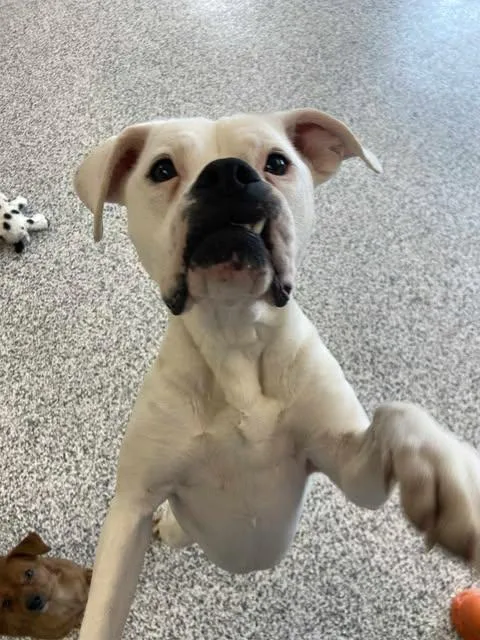 Peanut Butter thumbnail 4