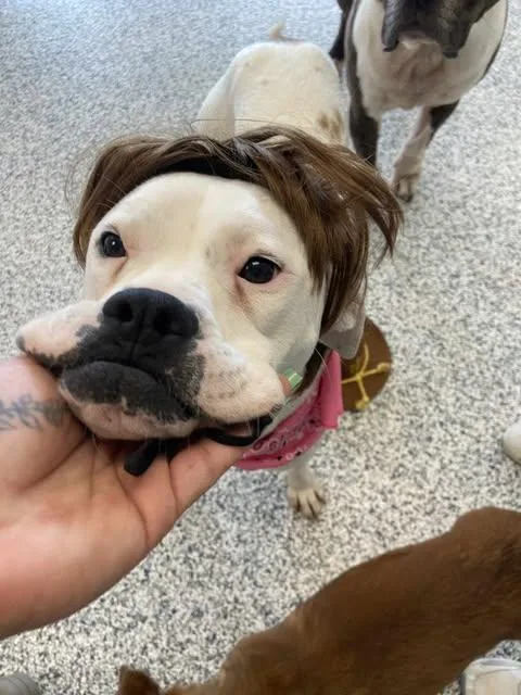 Peanut Butter thumbnail 5