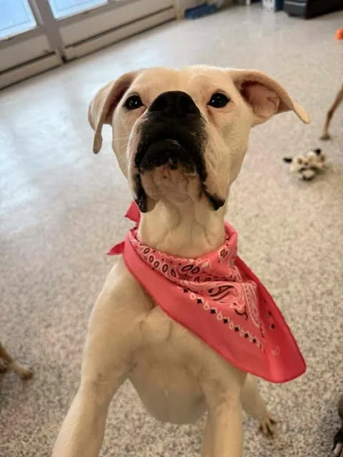 Peanut Butter thumbnail 6