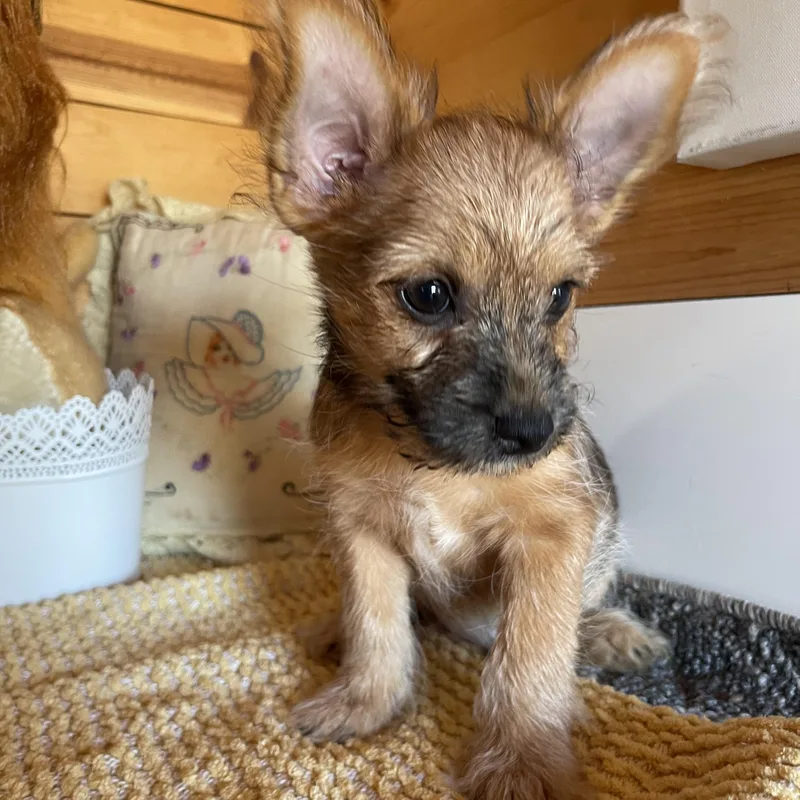 A baby small-sized male Brown / Chocolate Pomeranian dog named Scottie for adoption in Vacaville, CA