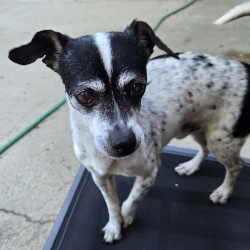 Oreo Mcflurry thumbnail 3