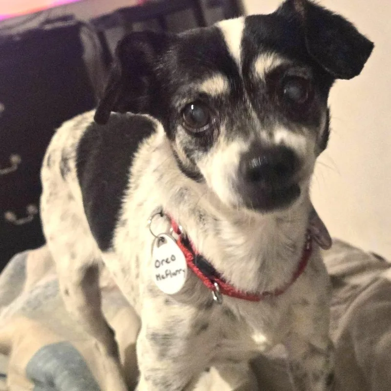 Oreo Mcflurry thumbnail 4