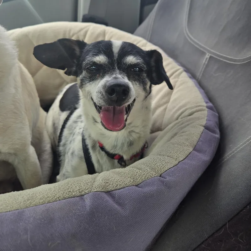 Oreo Mcflurry thumbnail 6