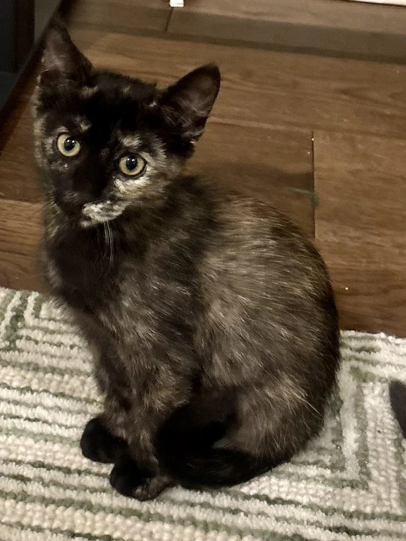 A baby medium-sized female Tortoiseshell cat named Calypso for adoption in Phoenix, AZ