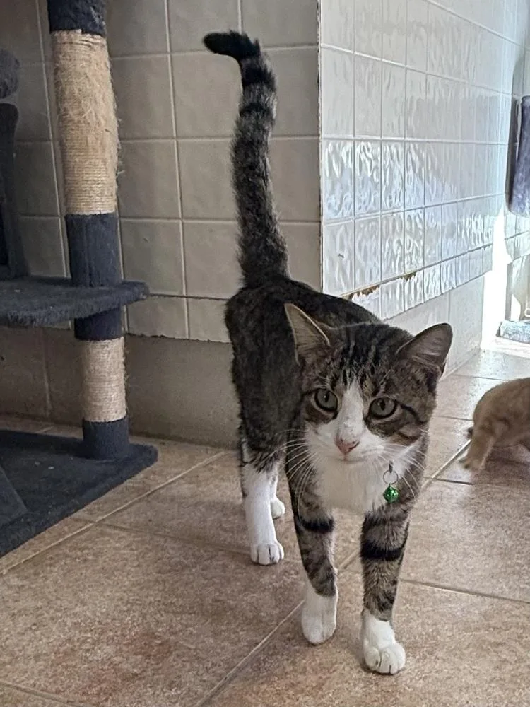 An adult small-sized male Gray & White Domestic Short Hair cat named Cedar for adoption in Osgood, IN