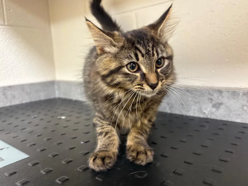A baby medium-sized female Domestic Long Hair cat named Ivory AC for adoption in Greeneville, TN